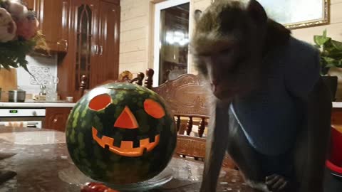 halloween monkey