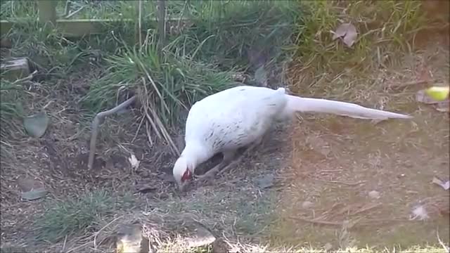 Beautiful Golden Pheasants and Wading Birds watch