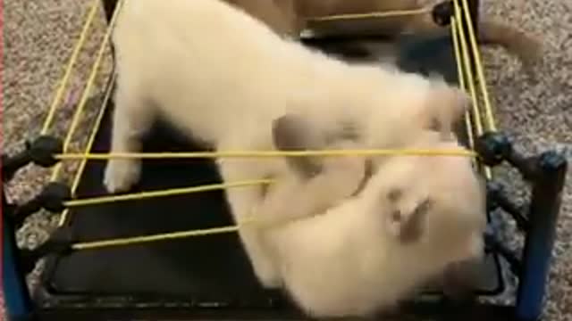 Cat flights in the ring Lutas dos gatos wwe