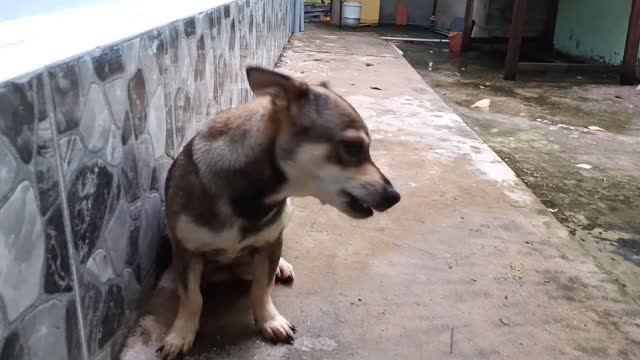Chú chó dễ thương của tôi