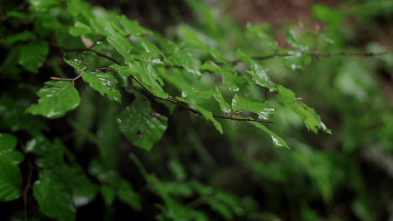 Rain Sound On Window with Thunder Sounds - Heavy Rain for Sleep, Study and Relaxation, Meditation