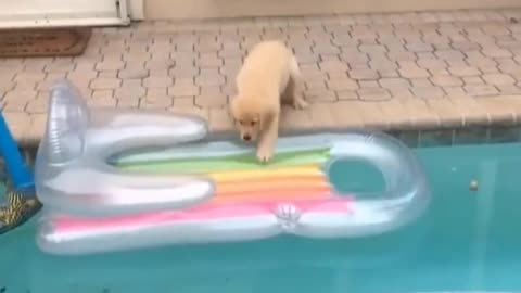 He must have been a beautiful dog