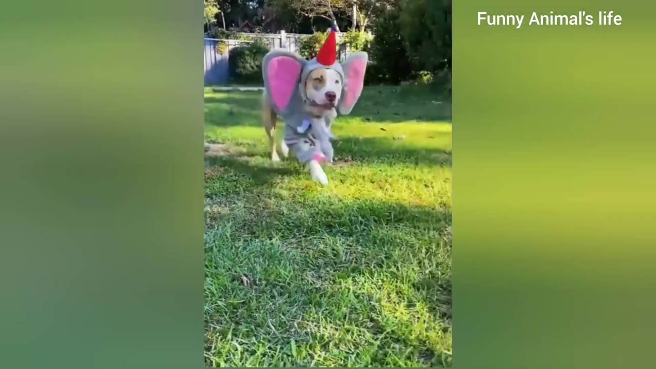 Funniest Animals 2023 😂 Funny Cats and Dogs 🐱🐶 | Funny Animal Videos 2023