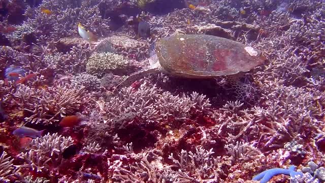 Hawksbill sea turtle in the Sea 5 - man & camera