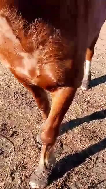 #1620 from Kaufman aka Thor