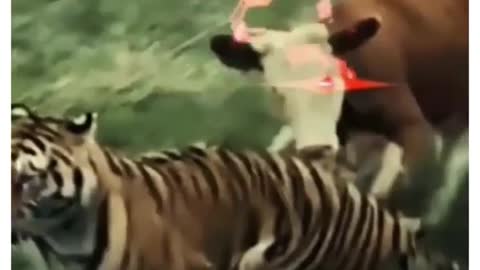 Cow Attacks Tiger