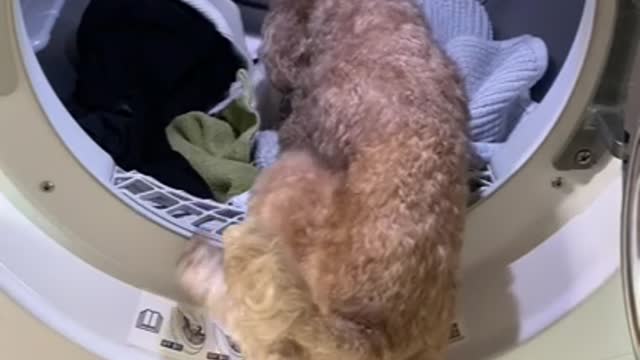 My dog loves going into the drying machine