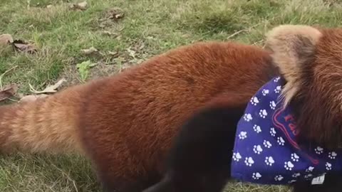 Naughty little panda