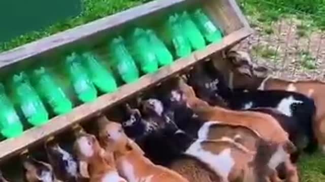 Adorable Baby Goats Having Their Milk. Extremely Cute