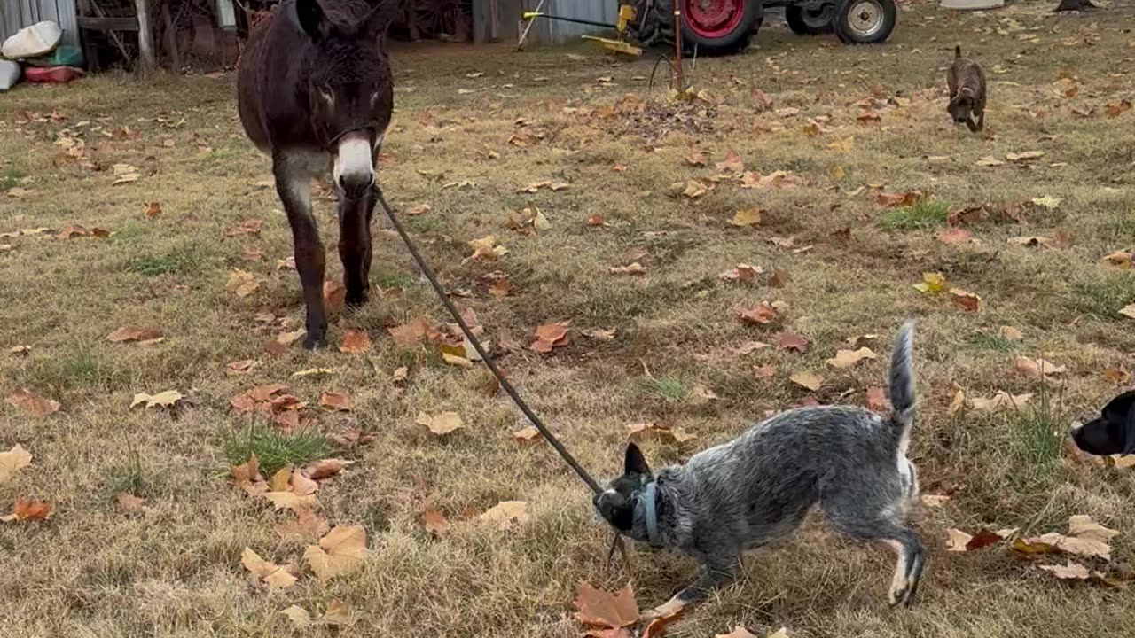 Blue Heeler Leads Donkey To Owner