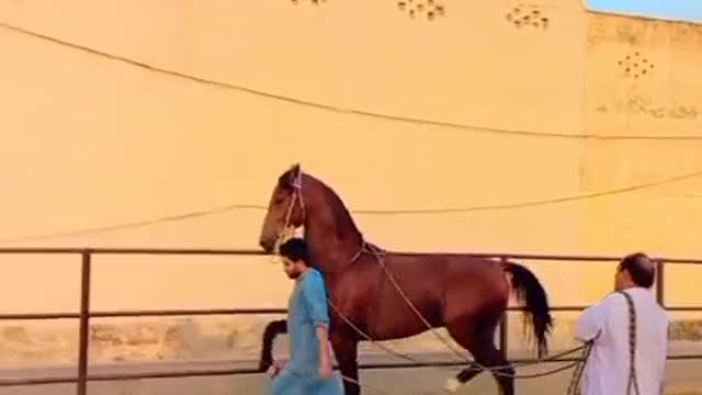 Horses video-funny big horses video