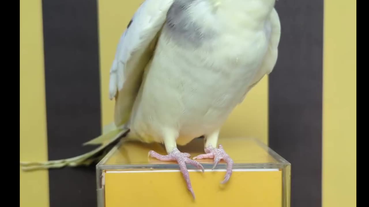 Parrot singing song #shorts #shortvideo #video #virals #videoviral