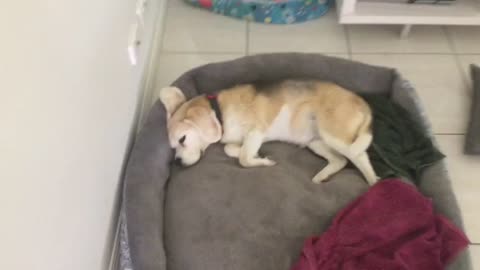 Sleepy_doge.png