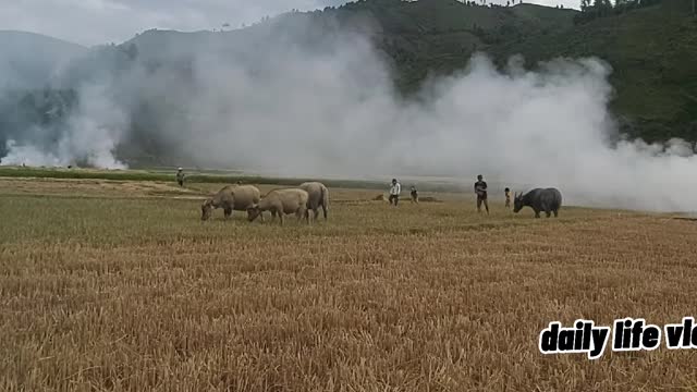 Harvesting rice, people burn sex to make fertilizer