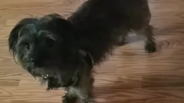 Thanksgiving toys
