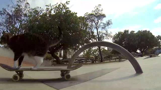 Skateboarding Cat