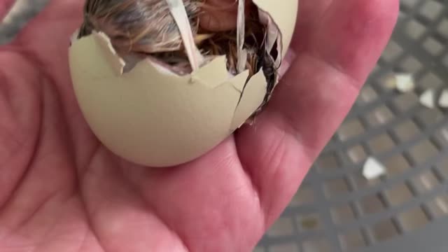 Hatching Chick and Cute Baby