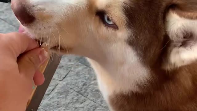 cute puppy committing ice cream in seconds !!