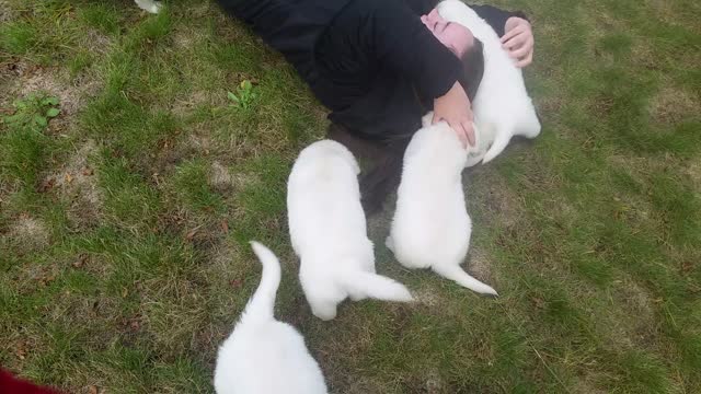 English Golden Retriever puppies attack