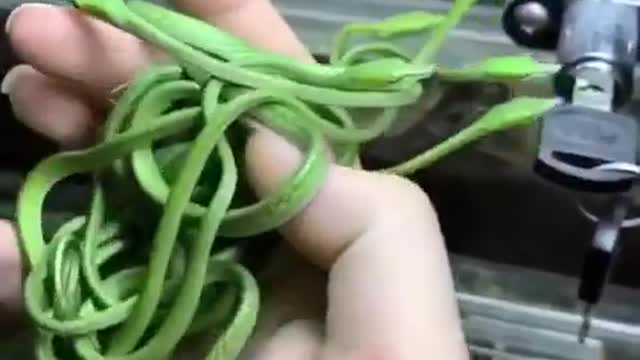 The rarest and most unusual snakes.