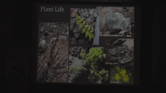 What’s Bugging the Mountain Maunakea's Alpine and Subalpine Insects - Hawaii Volcanoes National Park