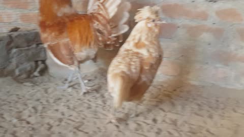 My hens farming