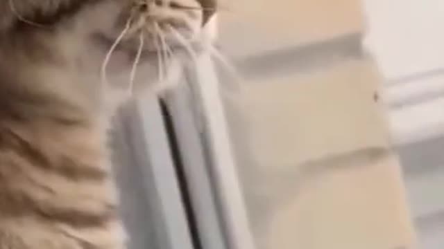 Funny Sound by cute Cat