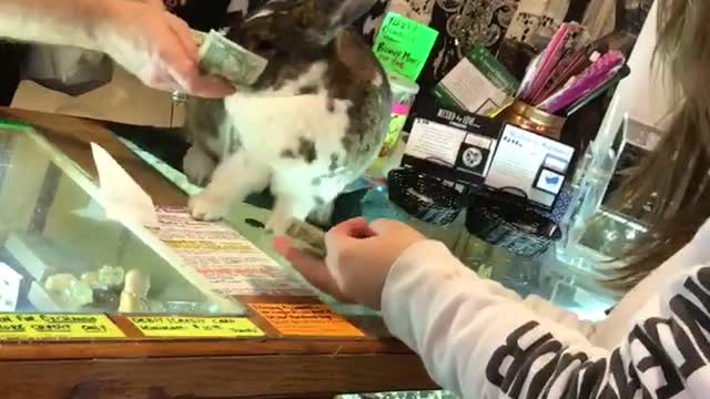 The Bunny Handles the Money