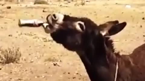 Donkey 🐴 funny video