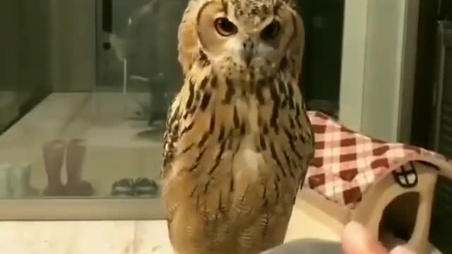 Owl Dnce