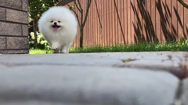 Dog pomerian Walking