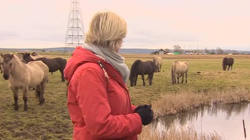 The wild horses that are rewilding Britain