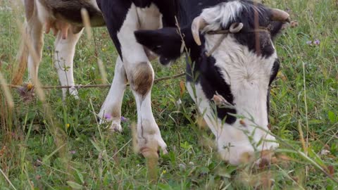 Spotted milk cow pasturing on grassland