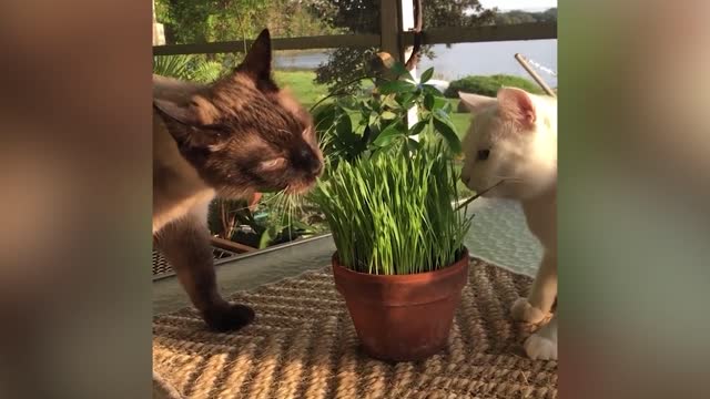 Hey! Get your own salad, jerk! 😹