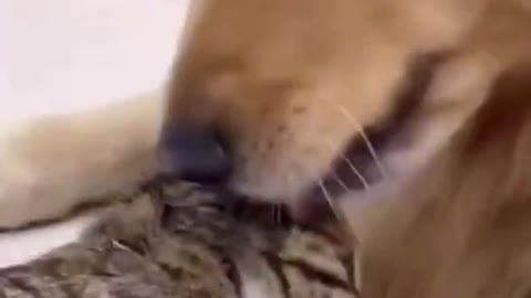 Funny and Cute DOG Videos Compilation