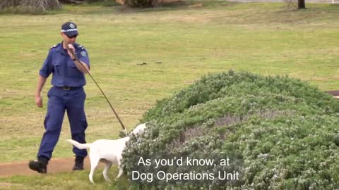 Massive: South Australian Police Recruits Three New Members for Upcoming Sophisticated Operations!