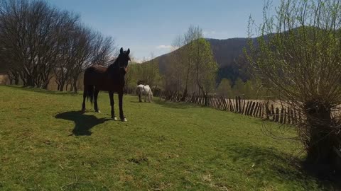 Transylvanian landscape with two horses