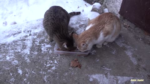 Two cats don't want to ask for food