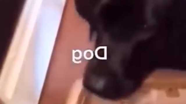 😍😂 Funniest Dogs And Cats Compilation