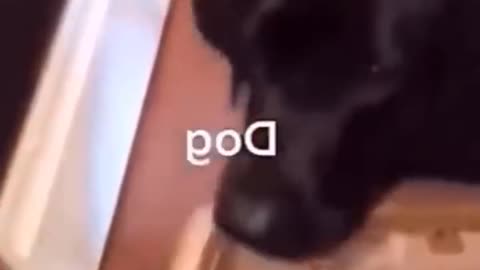 😍😂 Funniest Dogs And Cats Compilation