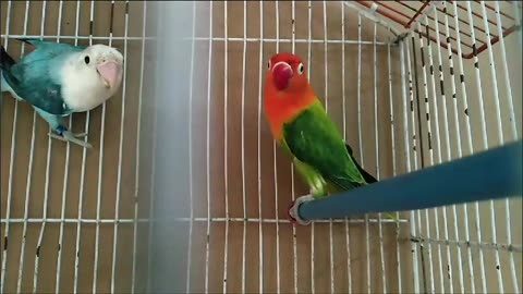 Beautiful lovebirds opaline pair ❤️
