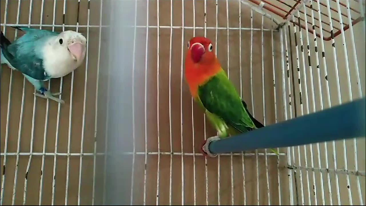 Beautiful lovebirds opaline pair ❤️
