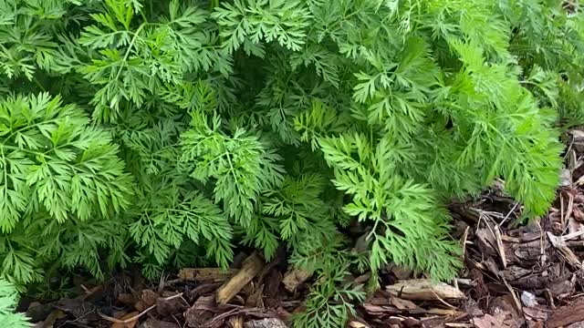 Carrot Greens!