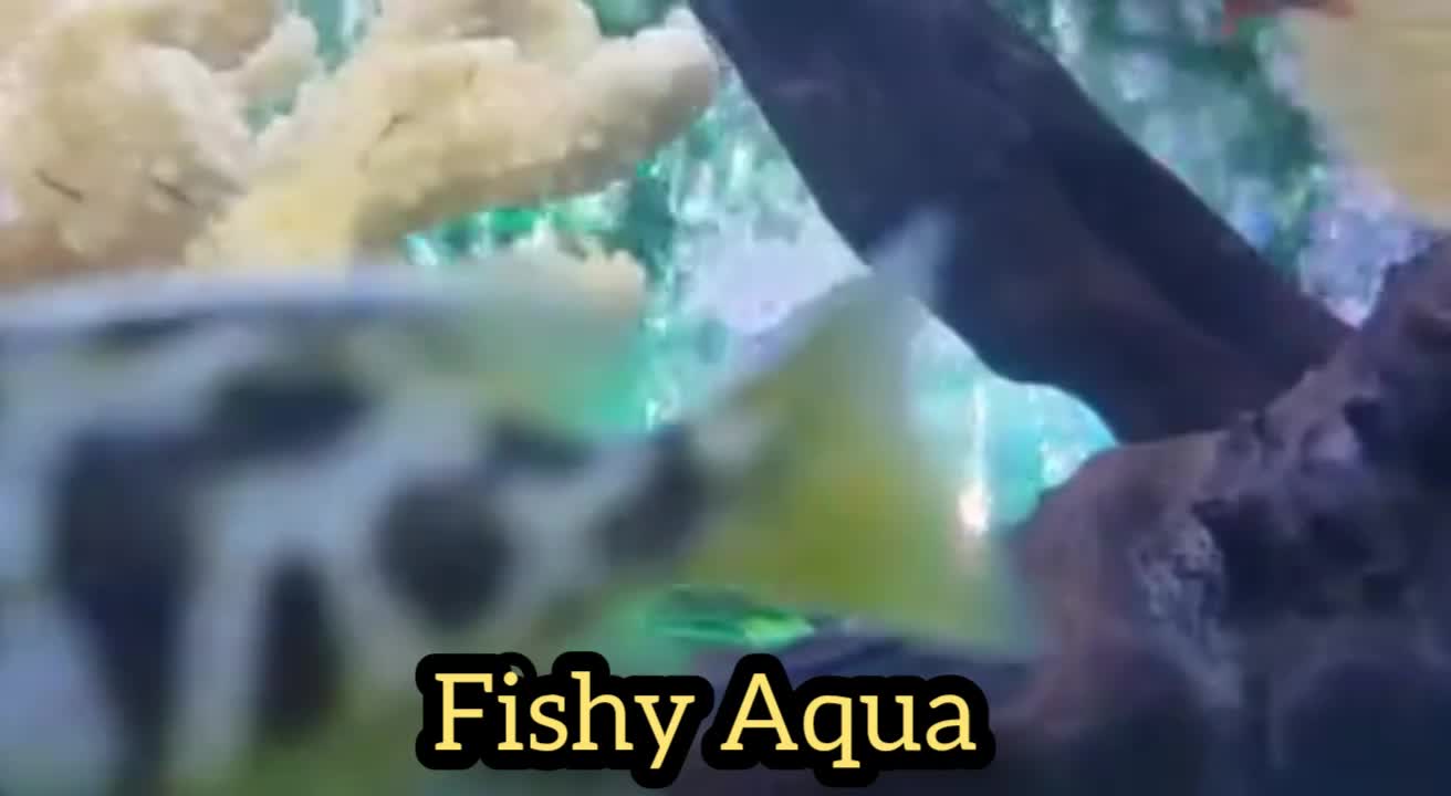 Cute Fishes Aquarium