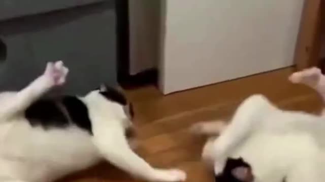 TRY NOT TO LAUGH #18! FUNNY VIDEOS! BEST MEMES!