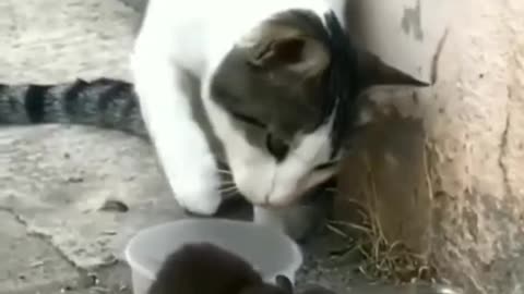 Cat and rat funny moment