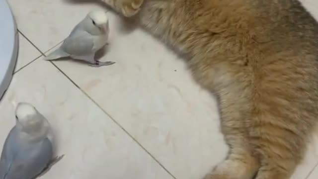 Loving parrots affectionately hug their cat friend