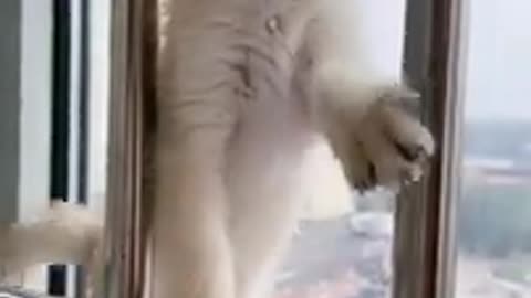 Cat Try To Its Deference 😅