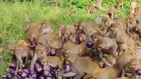 Monkey love brinjal