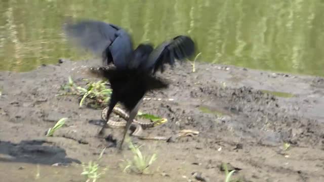 Crow vs snake